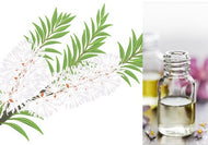 Tea Tree (Essential Oil)